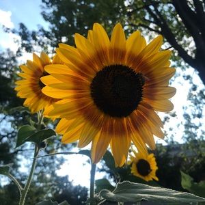 Meet your Posher, Maya